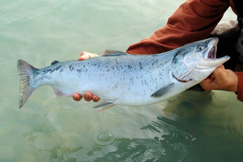 salmones