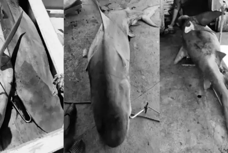 Tiburones atrapados en Alvarado