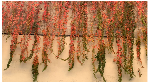 Plantas parra virgen