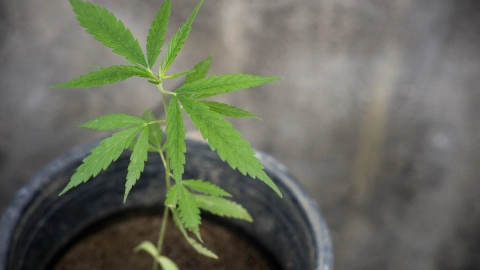 marihuana paises uso recreativo
