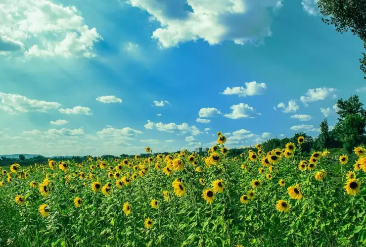 Primavera 2023 Cuándo inicia la primavera en México