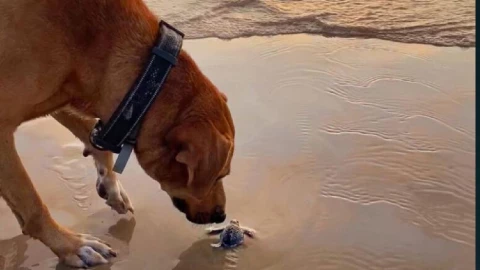 Perro protector de tortugas ayuda a que lleguen al mar.jpg