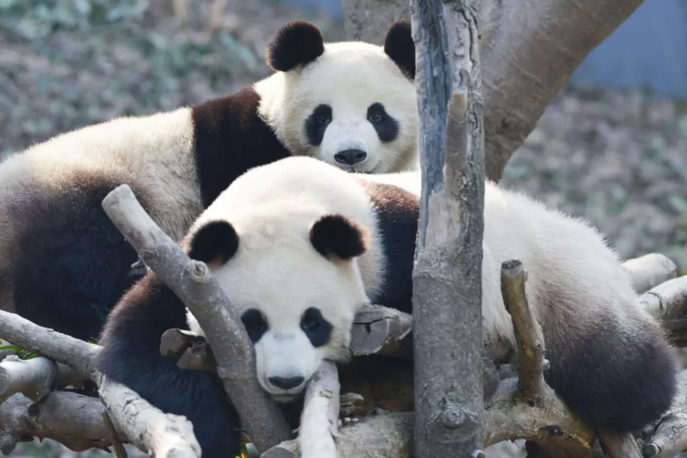 El Gobierno de China informó que los osos panda dejan de ser una especie “en peligro”.