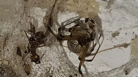 Araña venenosa gigante sorprende a una mujer en Nuevo León