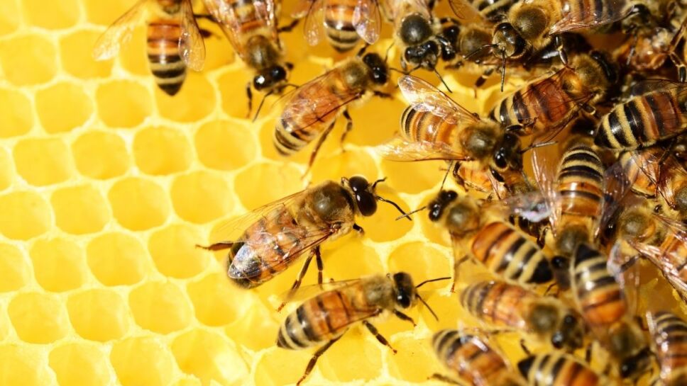 Miel vegana, abejas 2.jpg