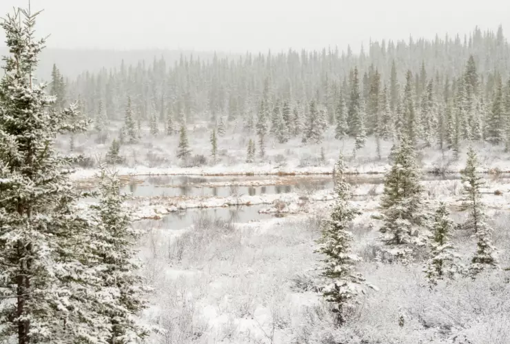 NEVADAS CHIHUAHUA.jpg