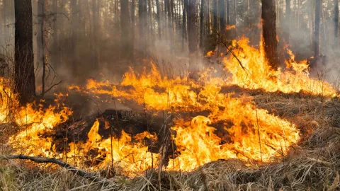 Incendios Forestales