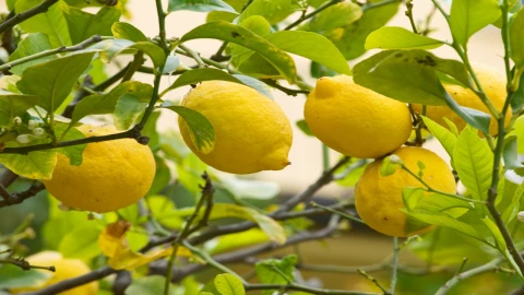 Árbol de limón: Cómo lograr un rápido crecimiento y abundante producción de frutos