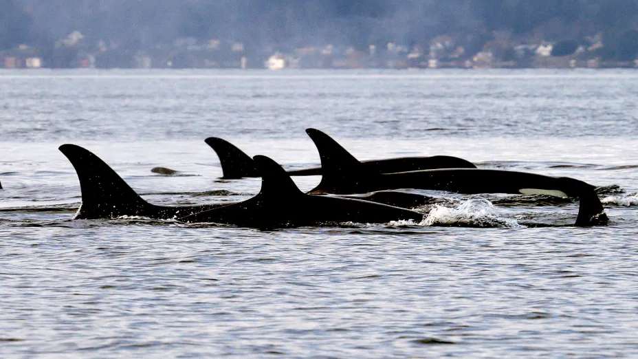 orcas_AP.jpg