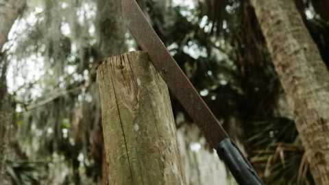 Autoridades vinculan a proceso a un hombre por el delito de maltrato animal en Yucatán