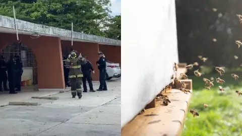Reportan picaduras de abejas a alumnos en escuela de Cancún
