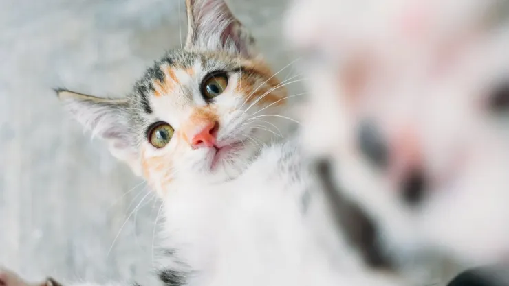 día-del-gato-20-de-febrero-cuántos-hay-en-México