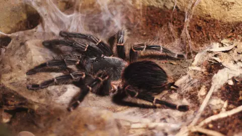 Araña violinista muerde a un niño; solicitaron 30 mil pesos por el antídoto