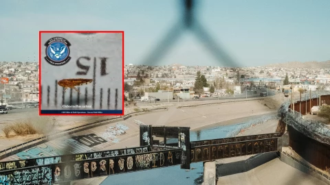 Plaga en la frontera México–Estados Unidos: esto se sabe del Osbornellus salsus