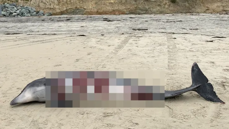 VIDEO Captan a tiburón comiendo un delfín en Torrey Pines