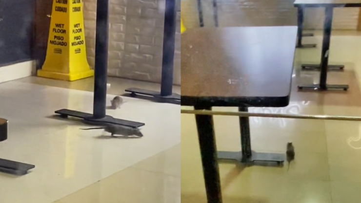 Exhiben ratas en restaurante de Fórum Buenavista