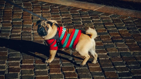 Multas por pasear a perros sin correa