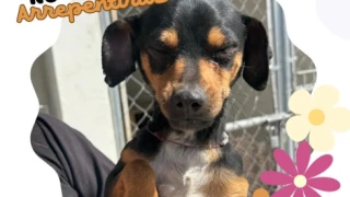 Captura de pantalla 2025-03-06 232709.png