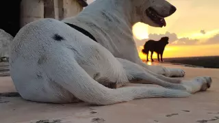 Perritos de Chichén Itzá foto 2