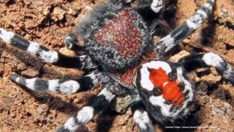 araña phoenix pelicula joker.jpg