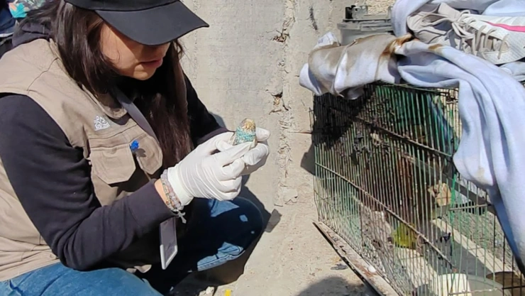 animalitos heridos explosión san ramón puebla hoy
