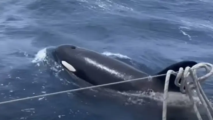 ¡Crimen orcanizado! Orca Gladis entrenó a más orcas para hundir barcos