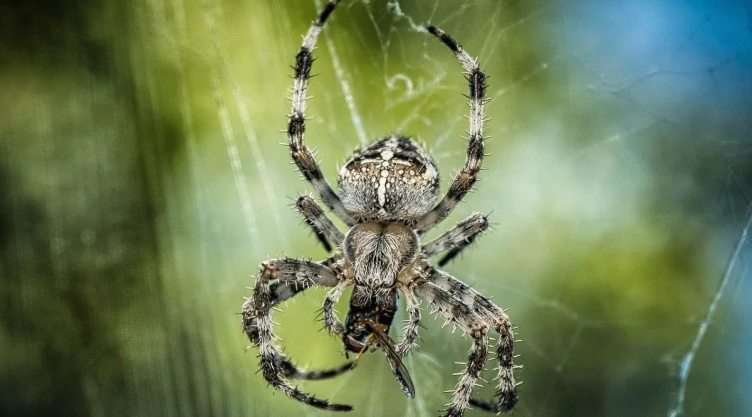 araña cámara vigilancia.jpg