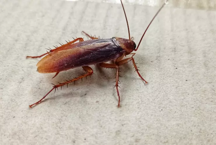 Así puedes encontrar nidos de cucarachas para eliminarlas