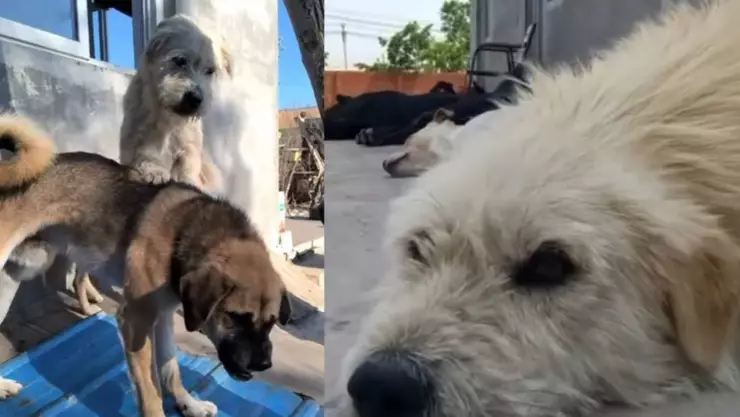 King Charles perrito