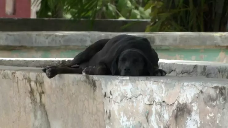 Sujeto seguirá en PRISIÓN por caso de maltrato animal en Yucatán