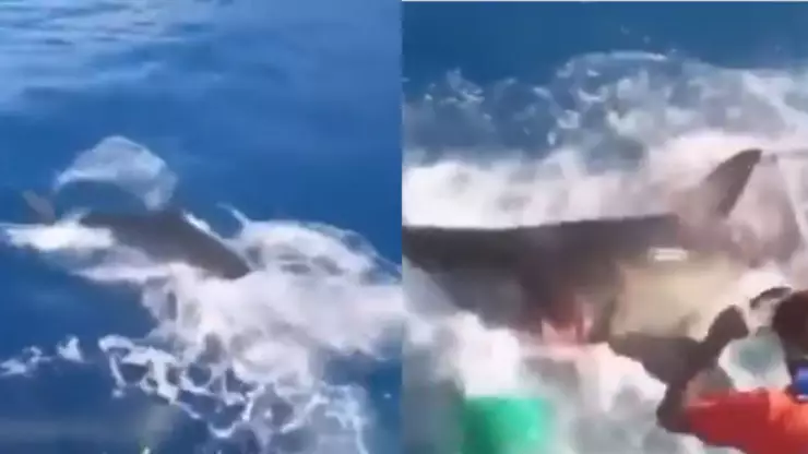 En brutal VIDEO un buzo es atacado por un tiburón blanco en una jaula de protección: un charco de sangre lo persiguió