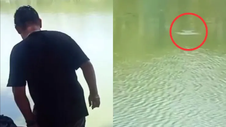 TENSO VIDEO | Hombre entra a un estanque de cocodrilos e intenta retar a uno: ‘Tómalo de la trompa y abrázalo’