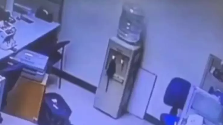 ¡Qué asco! Rata bebe de garrafón de agua de una oficina; video.jpg