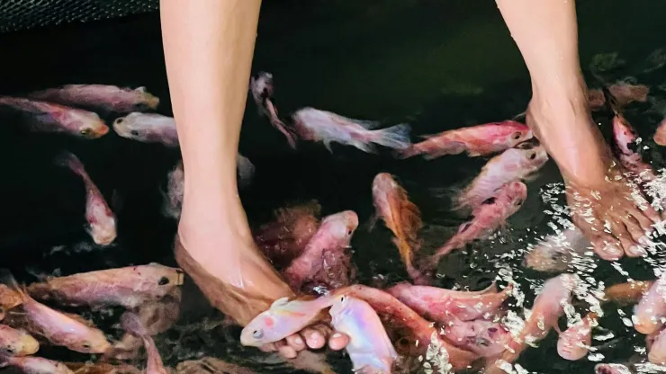 ictioterapia pedicura peces.jpg