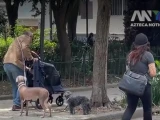 Manutención de tu mascota en CDMX: ¿quién pagará los gastos?