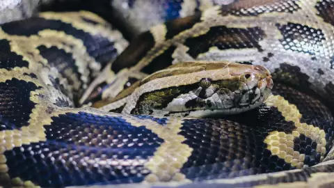 Cazadores furtivos asesinan a la anaconda más grande del mundo