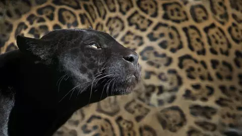 leopardo negro.jpg
