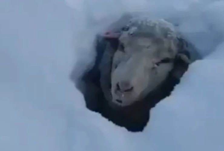 animales sepultados nieve heladas la patagonia argentina