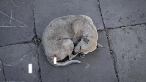 Perritos envenenados