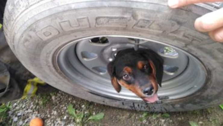 perrito-atrapado (1).jpg