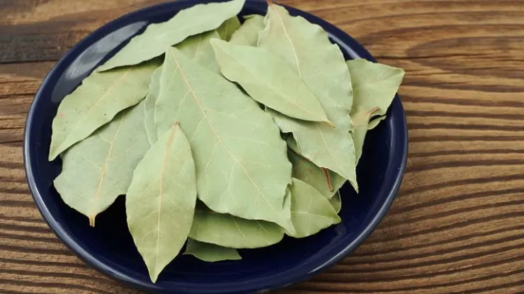 Hoja de Laurel