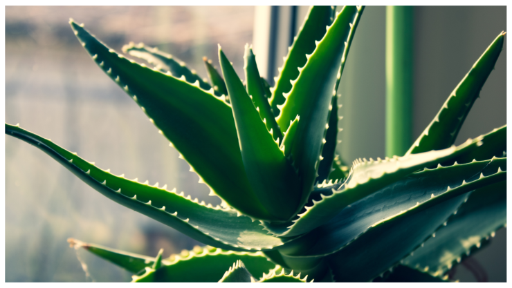 aloe vera.png