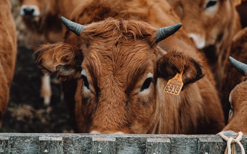calentamiento global vacas eructos.jpg