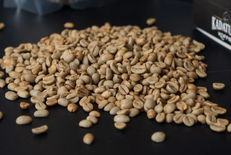 El café más caro del mundo se hace con heces de animal este es el Kopi Luwak.jpg