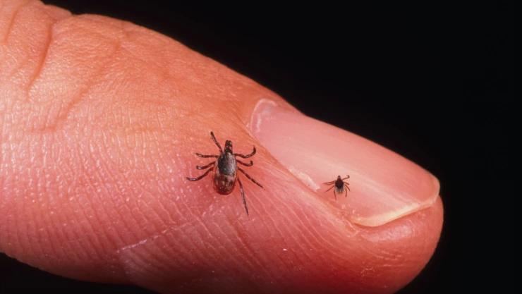 Enfermedad transmitida por garrapatas deja 13 muertos en Chihuahua