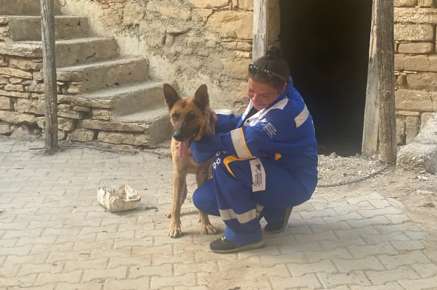 HAYTAP recoge a animales heridos por los incendios en Turquía