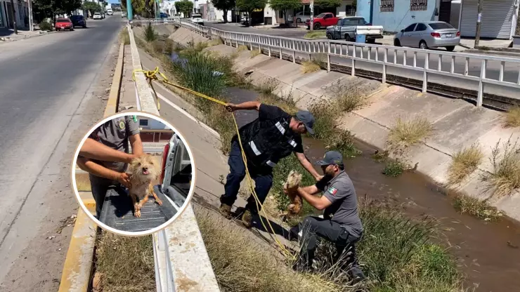 Rescatan a perrito en canal de la colonia Agustina Ramírez en Culiacán.