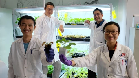 Crean un dispositivo para comunicarse con las plantas mediante señales eléctricas