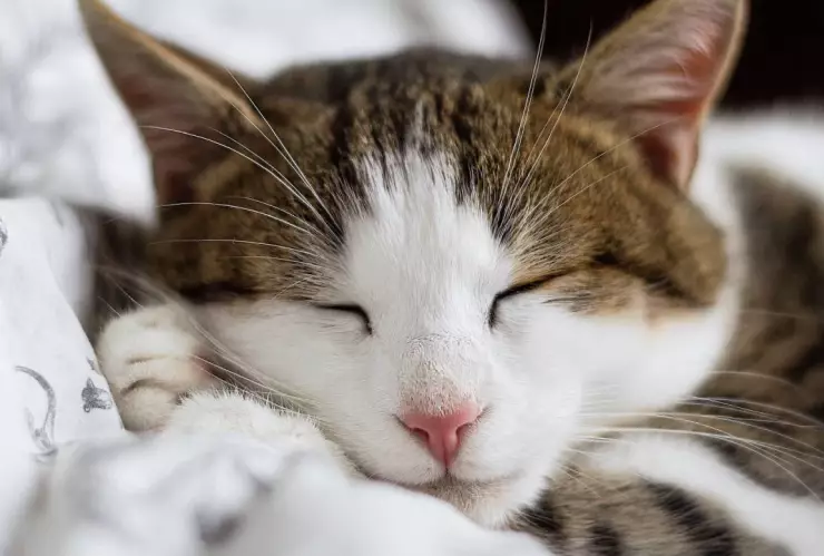 ¿Qué significa soñar con gatos? Revela mucho sobre tu fortaleza interior