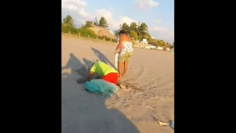 pareja huevos tortuga .jpg